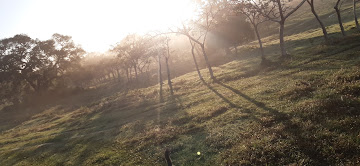 Bethania